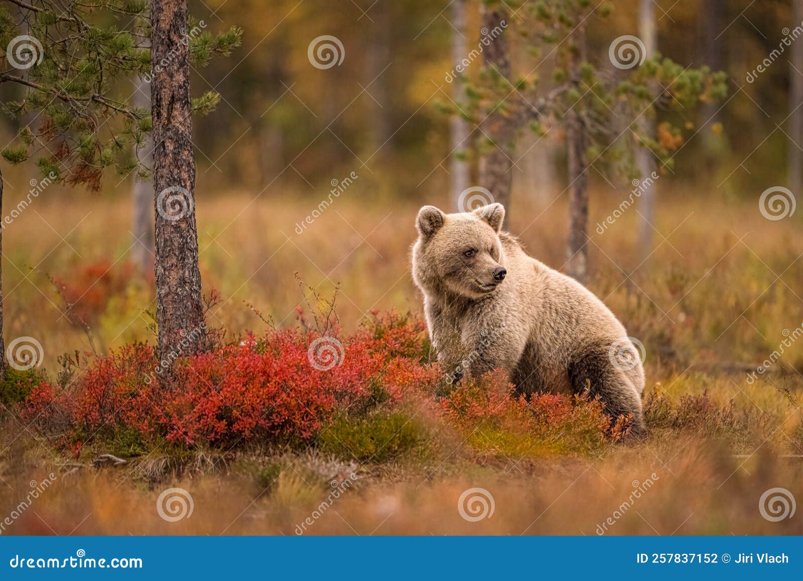 wildlife in finland. bears, wolverine and birds.