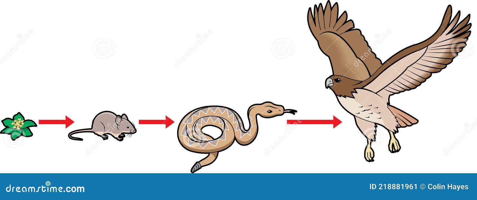 Wildlife Food Chain Cartoon Vector Biology Diagrams