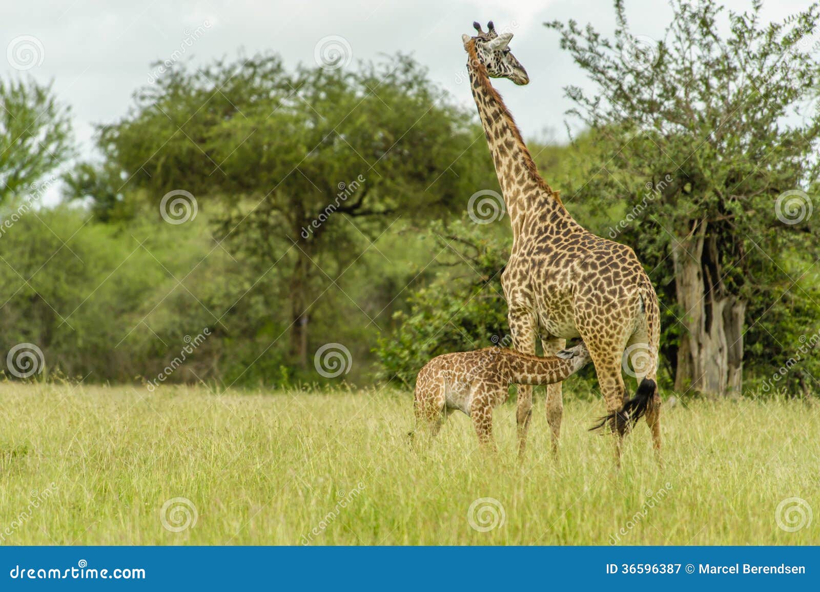 Milk Drinking Baby Giraffe Photos - Free & Royalty-Free Stock Photos