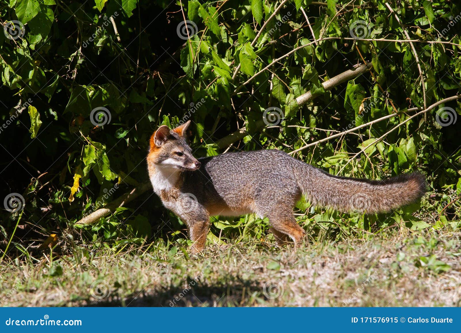 wildlife: a gray fox seen in the wild in guatemala