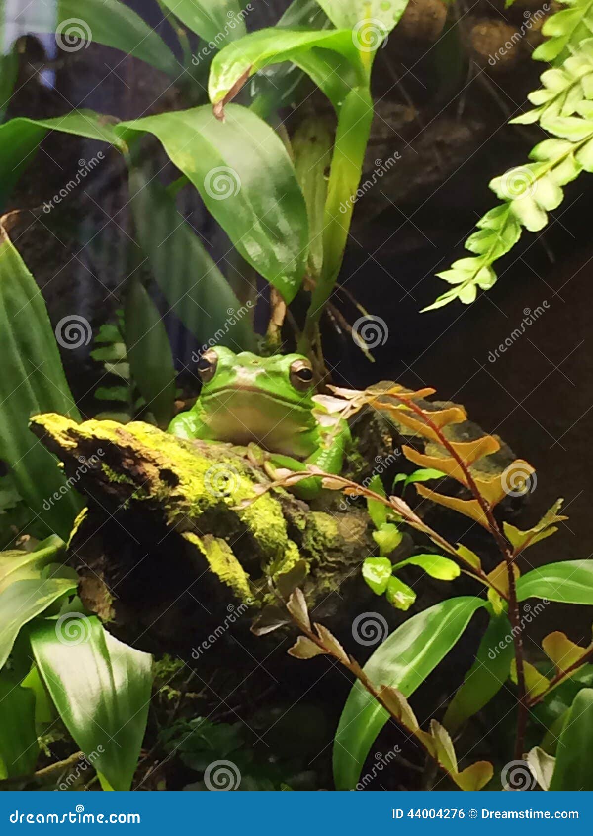 Wildlife stock photo. Image of captive, amfibie, greenfrog 44004276