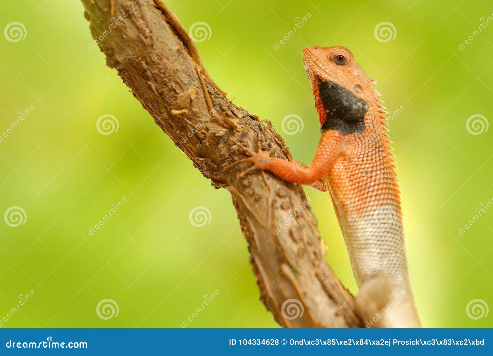 Wildlife India. Indian Garden Lizard Calotes Versicolor, Detail Eye