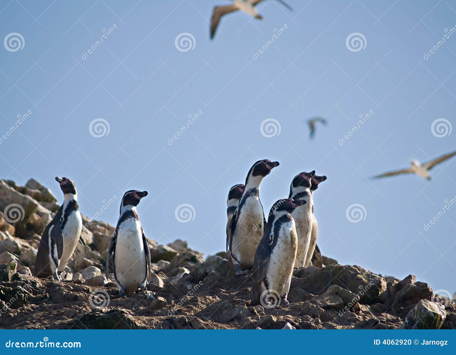 wildlife on islas ballestas in peru