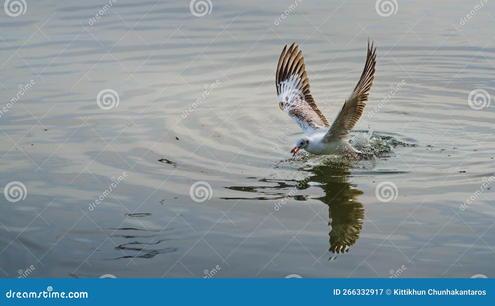 wildlife of larus charadriiformes or white seagull hunting on a sea, flies over the water has food in its beak and eating.