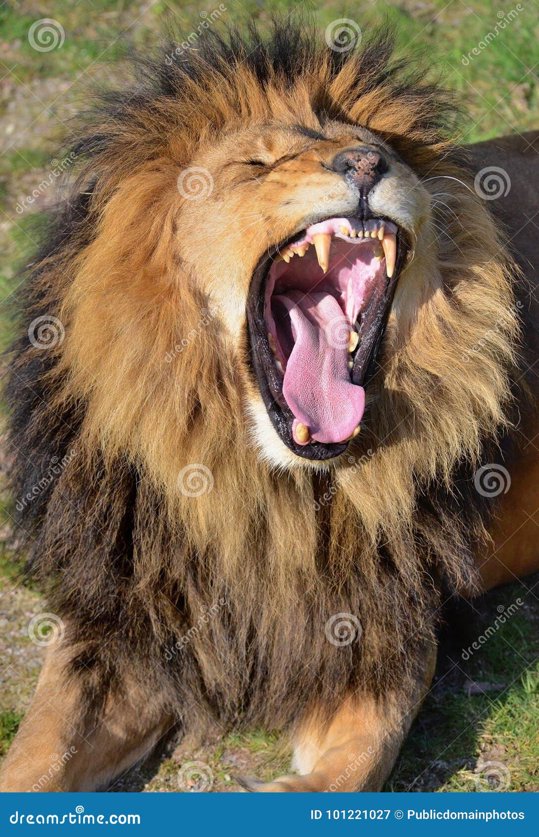 Wildlife, Lion, Facial Expression, Mammal Picture. Image 101221027