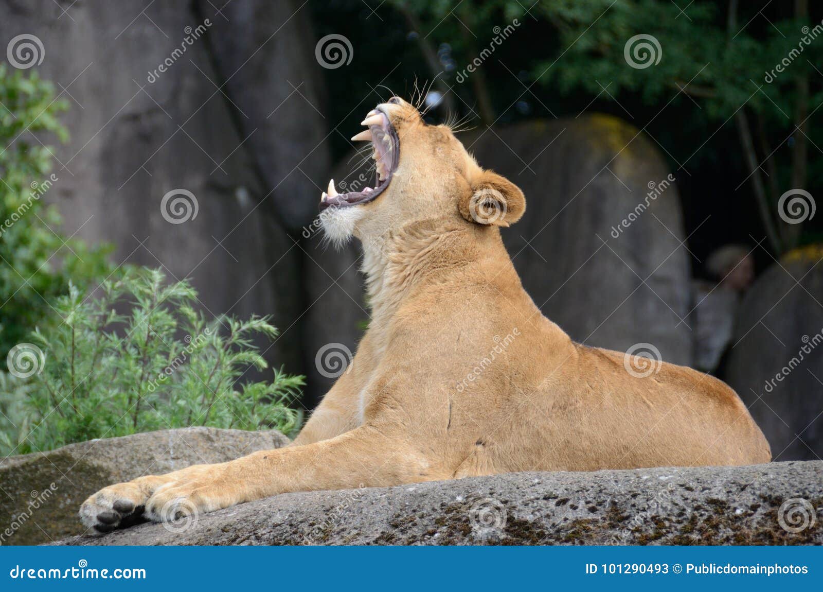 Wildlife, Lion, Facial Expression, Mammal Picture. Image 101290493