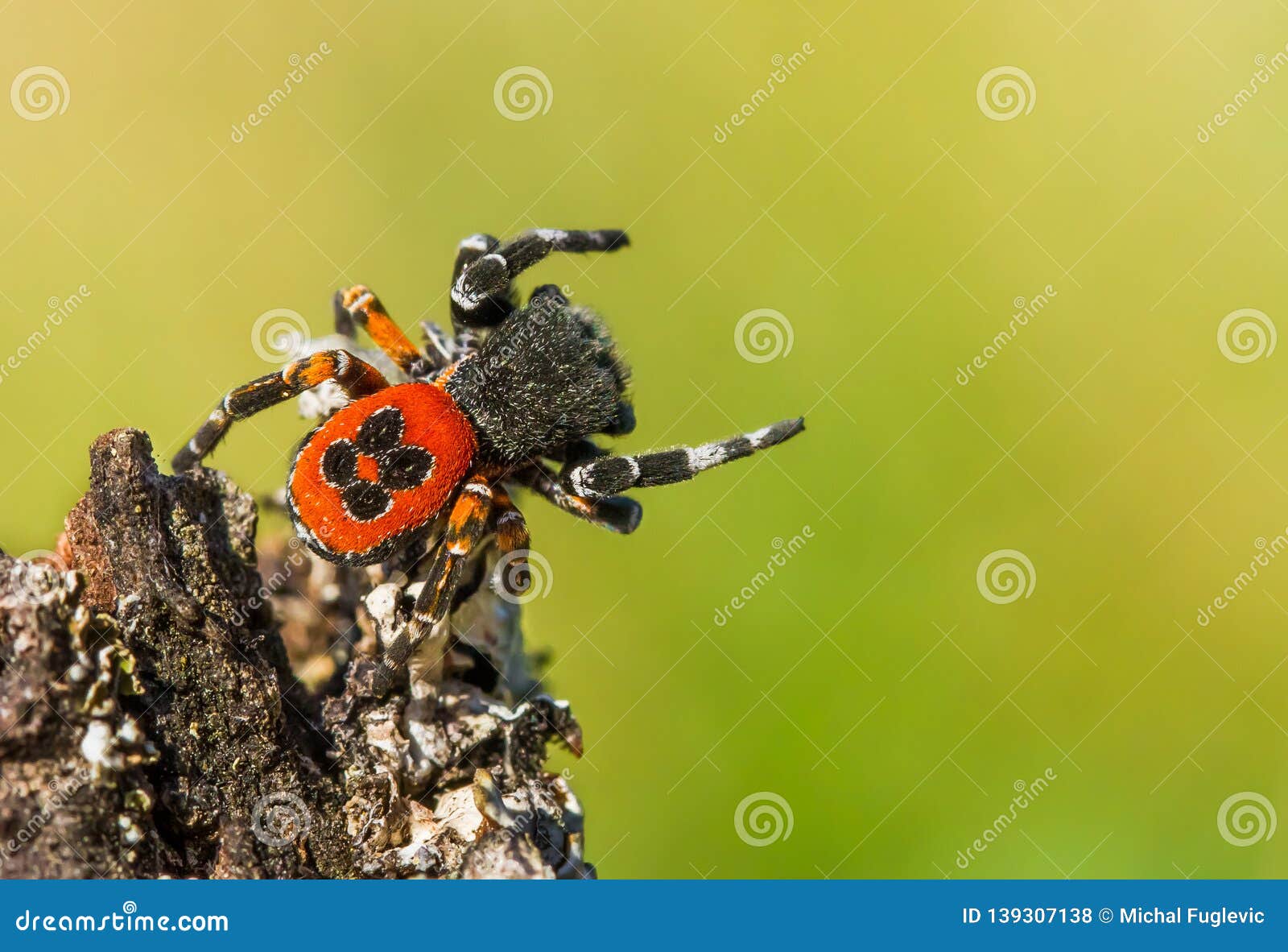 the ladybird spider eresus kollari in defence position