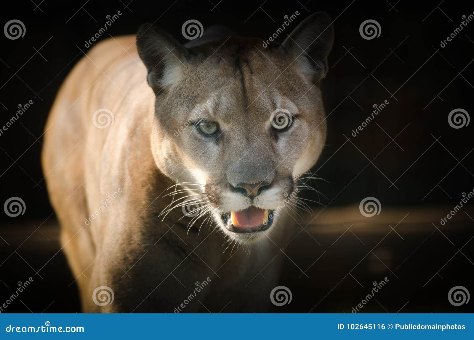 puma mammal