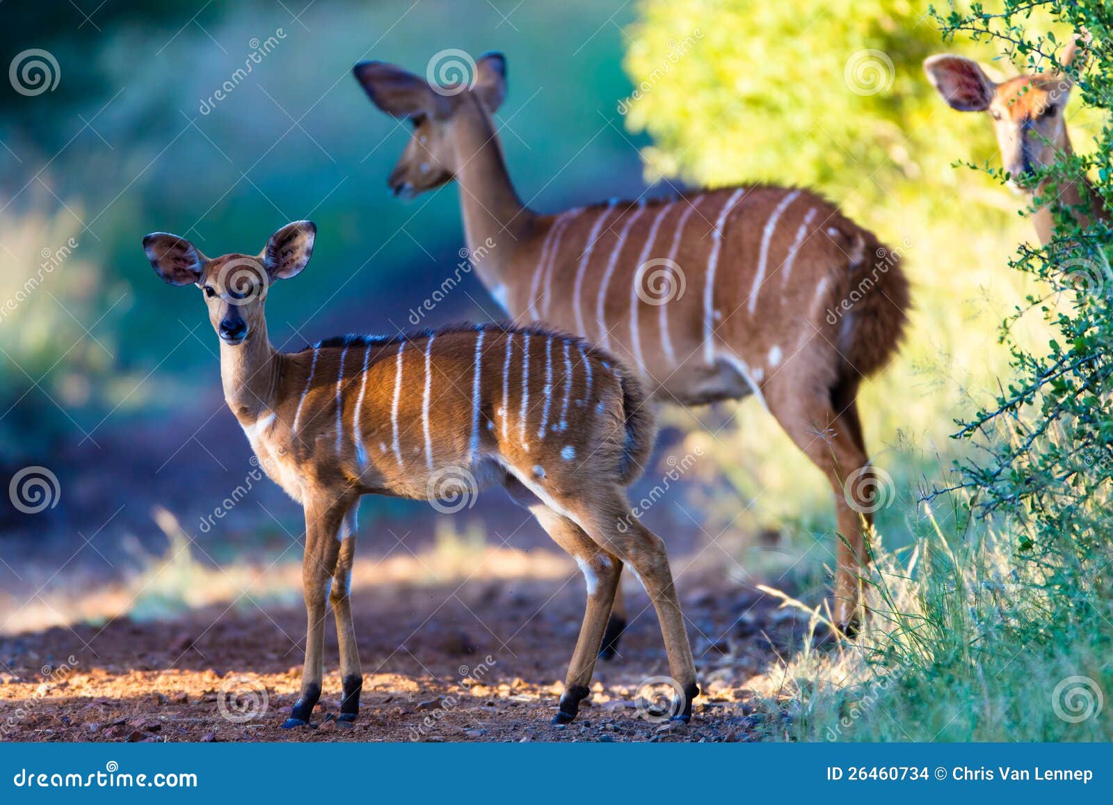 wildlife nyala bucks alert