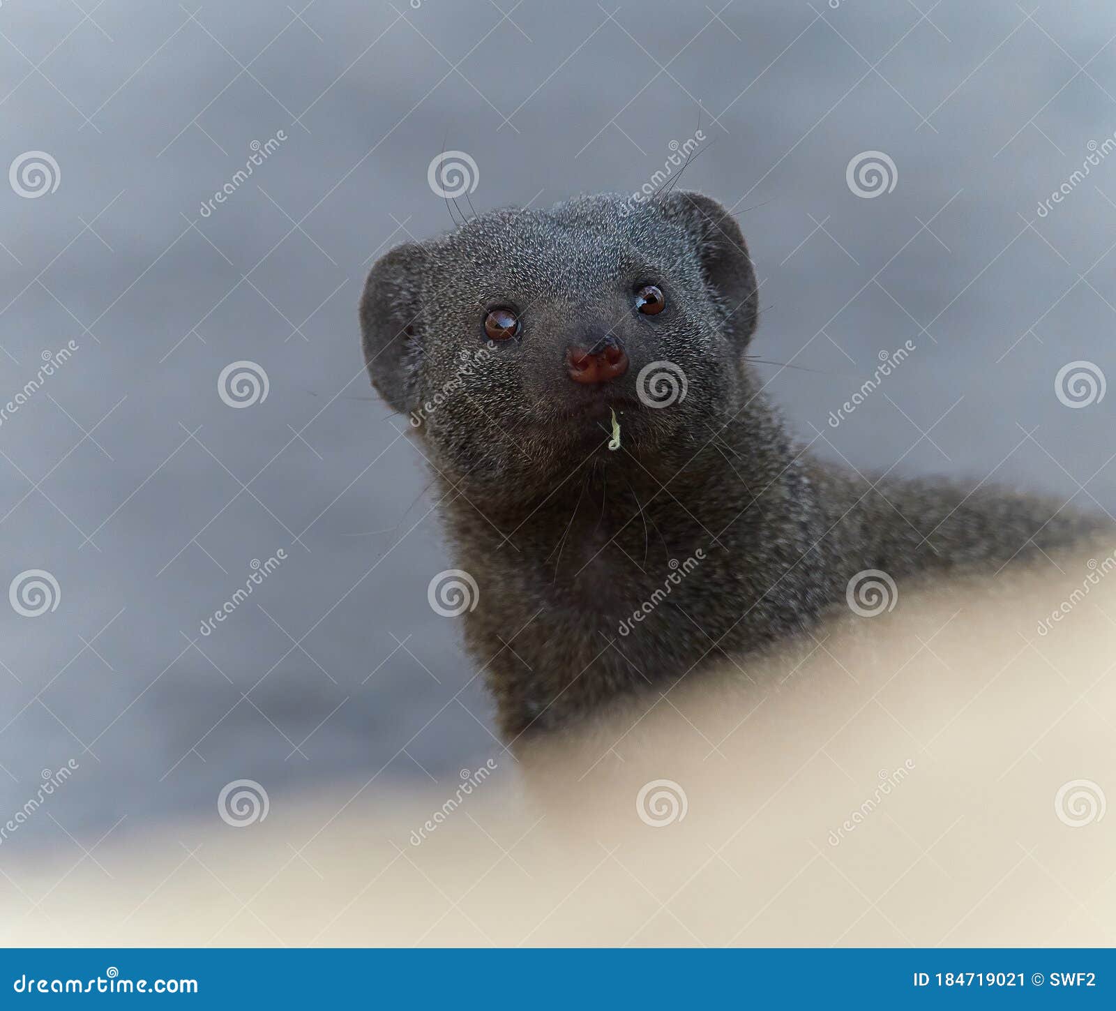wildlife photo of a common dwarf mongoose - helogale parvula