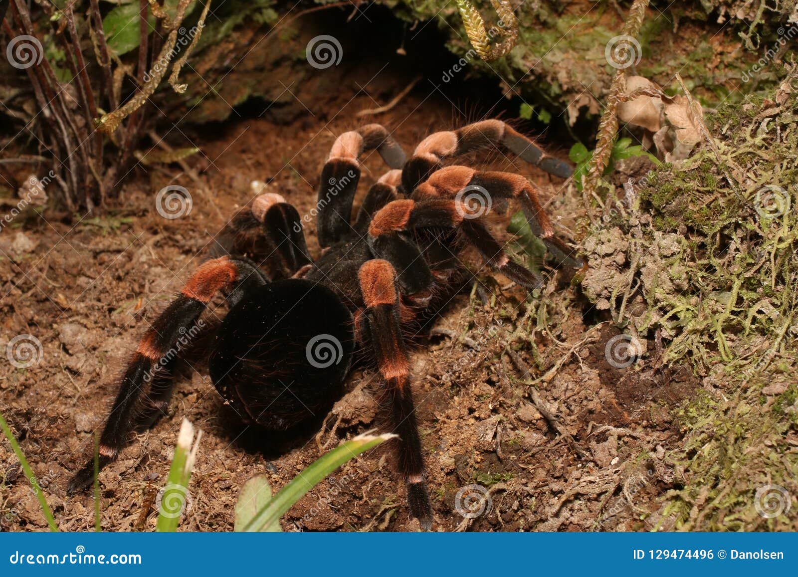 Wildlife Photo of Costa Rican Red Leg Tarantula, Monteverde Stock Photo ...