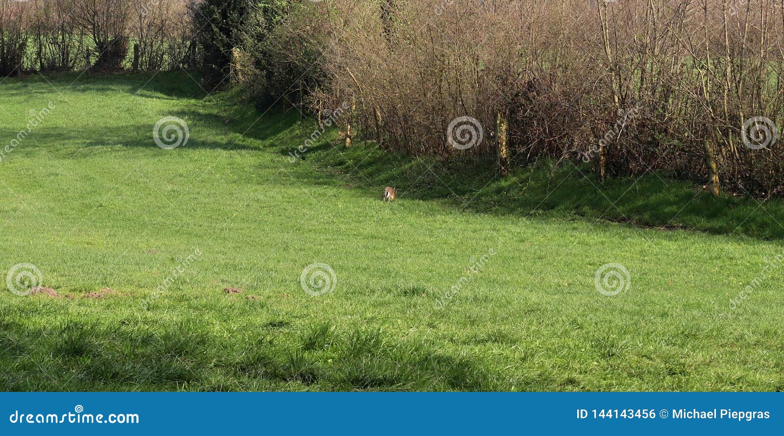 Download Wildlife Rabbit Crossing A Country Road At Easter Stock ...