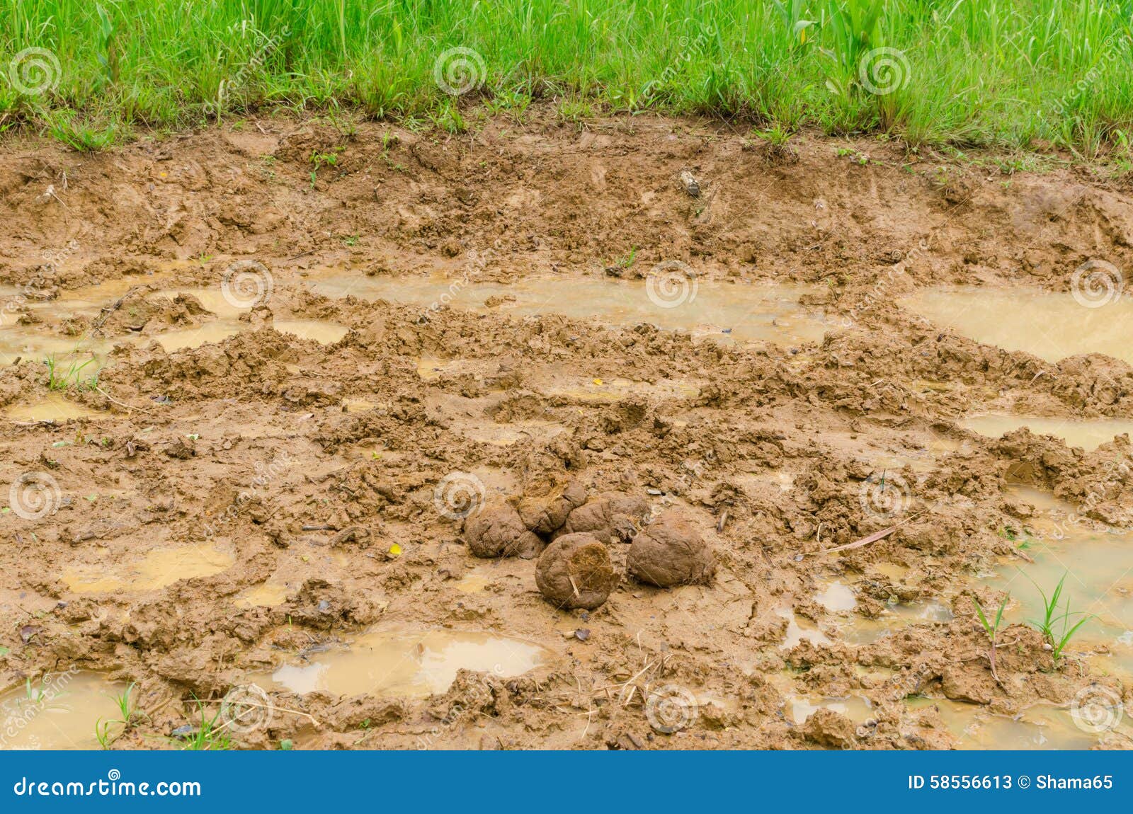 Wildlife salt lick stock image. Image of tropical, journey 58556613