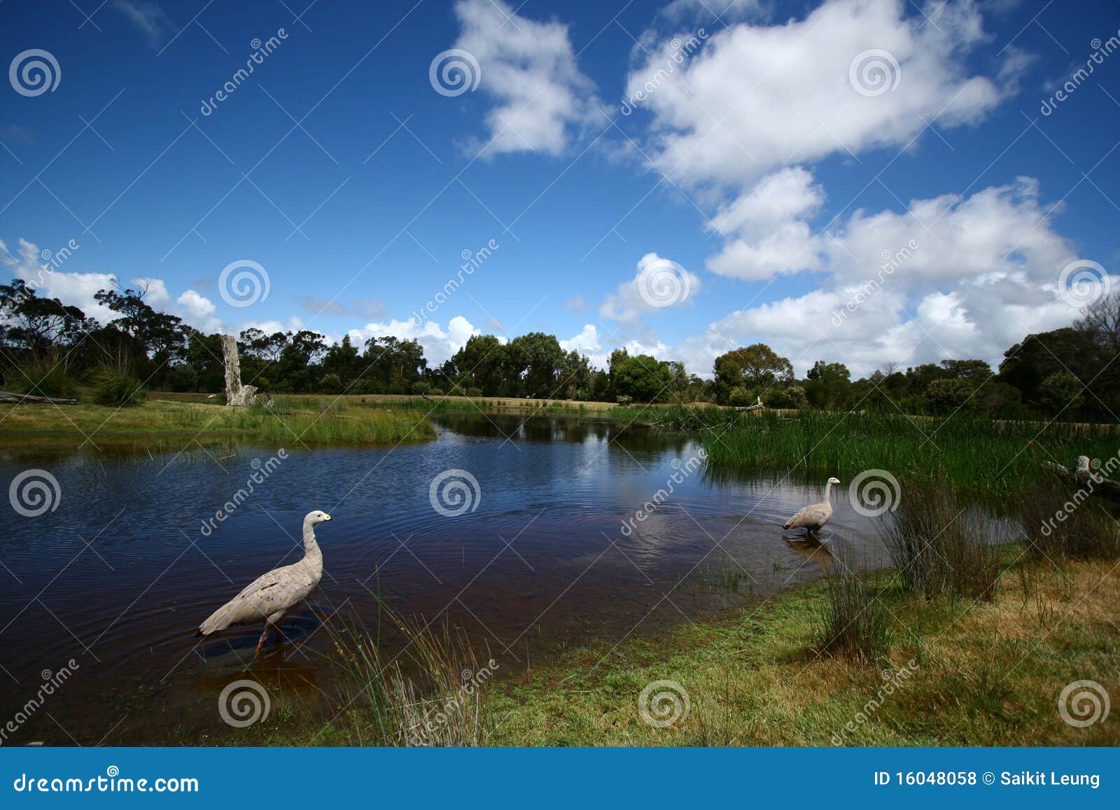 Wildlife Sanctuary in Melbourne Stock Photo Image of reflection