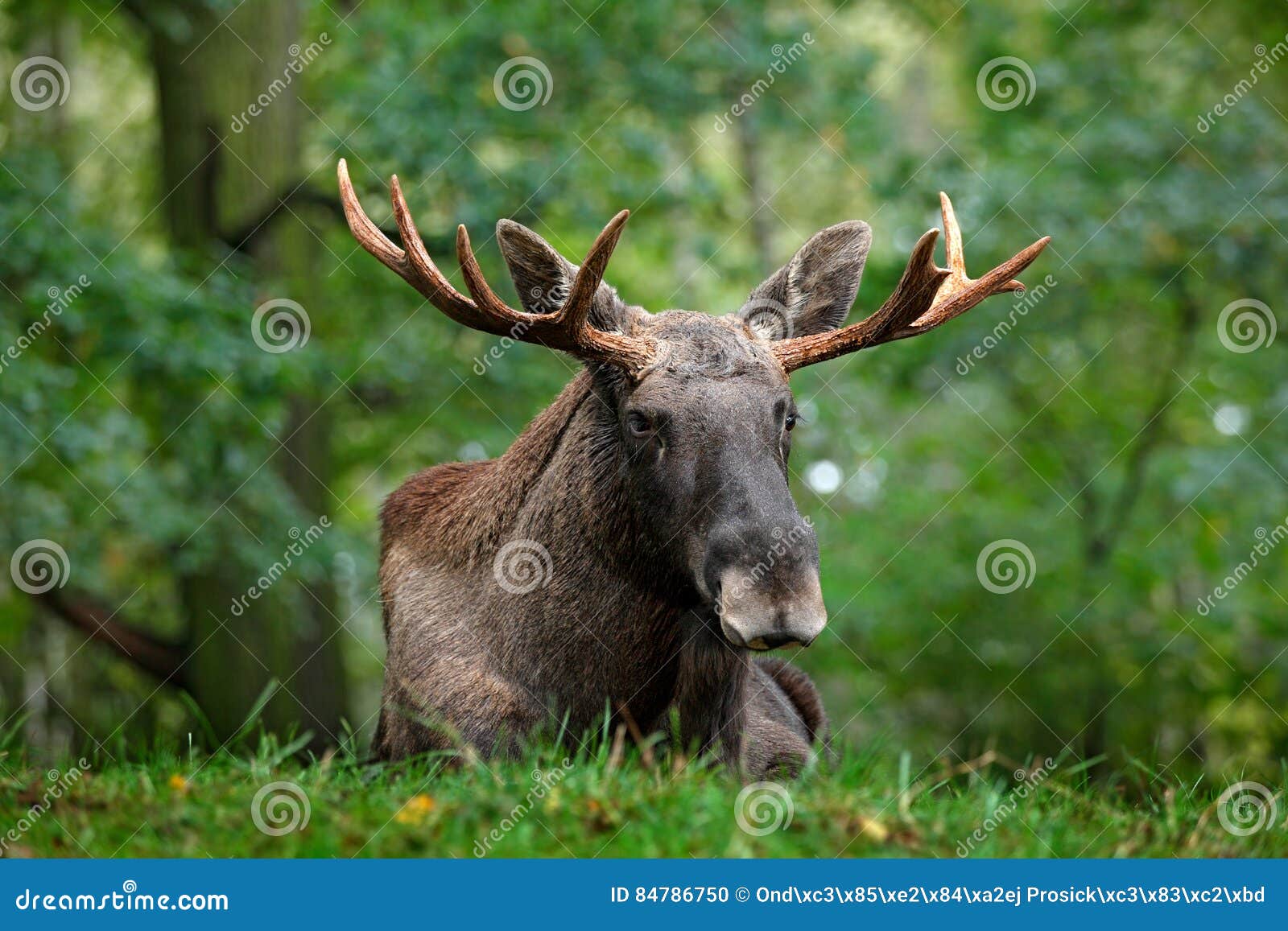 wildlife scene from sweden. moose lying in grass under trees. moose, north america, or eurasian elk, eurasia, alces alces in the d