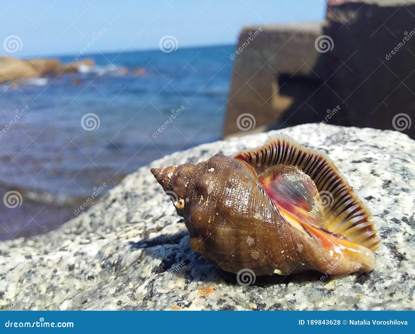 Wildlife .Sea Animals. Seashell on a Large Stone Stock Photo - Image of seashell, animal: 189843628 Wildlife .Sea Animals. Seashell on a Large Stone Stock Photo - Image of seashell, animal: 189843628