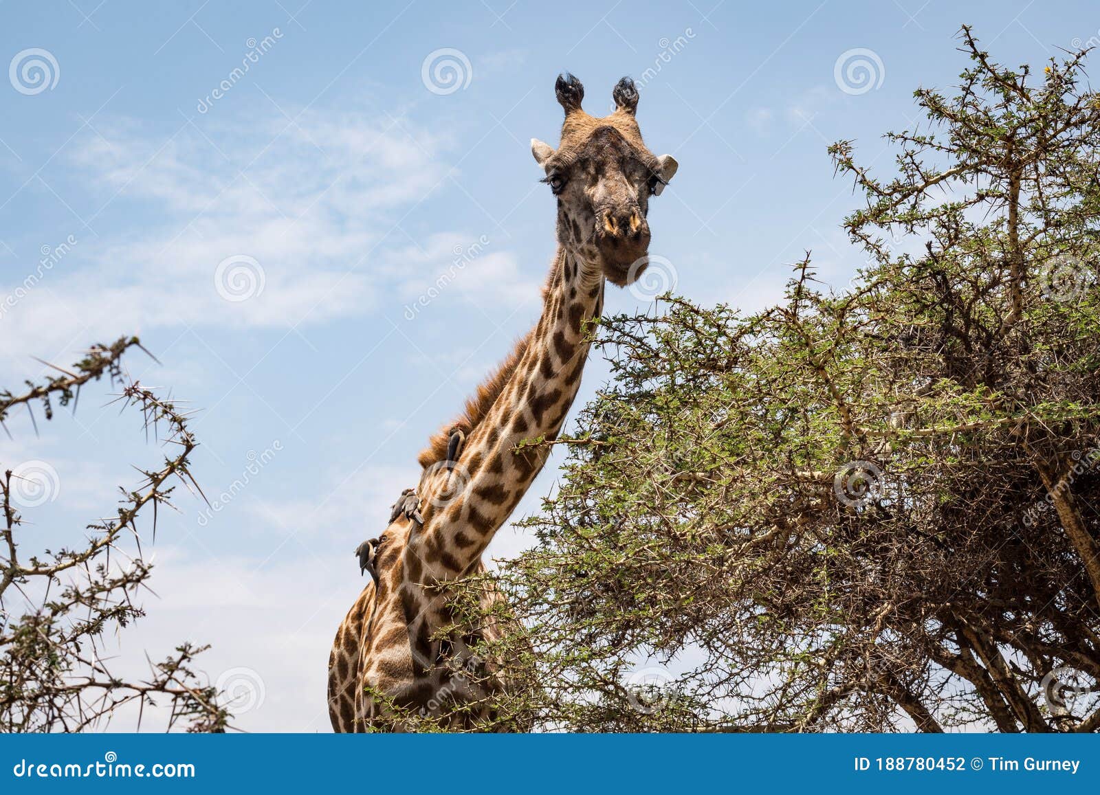 Wildlife in the Serengeti National Park in Tanzania Stock Photo - Image of  neck, reserve: 188780452