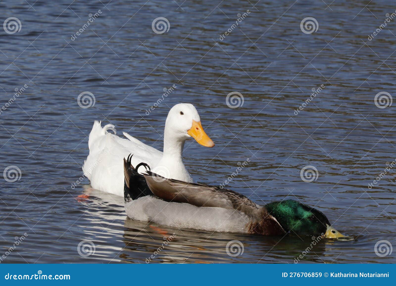 wildlife series - duck - dabbling duck - anas platyrhynchos and pekin domestic duck