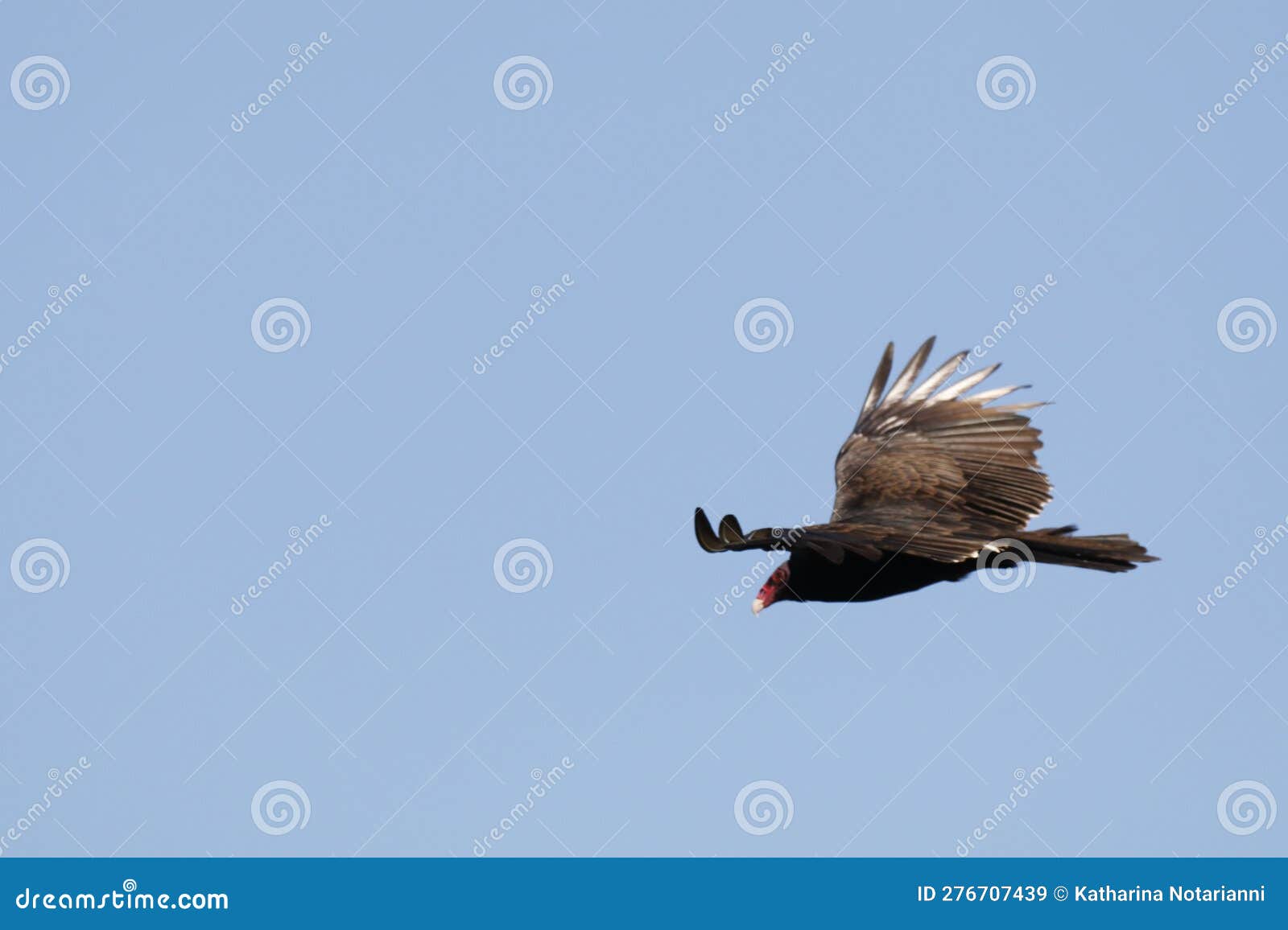 Wildlife Series - Turkey Vulture with Large Wingspan Stock Image ...