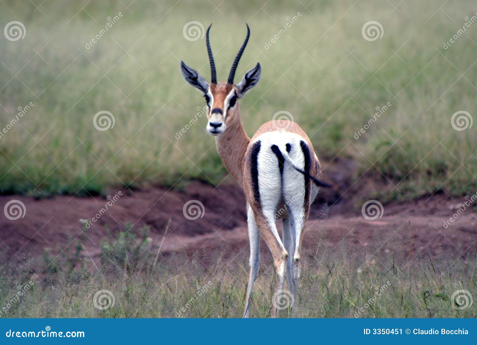 wildlife in tanzania