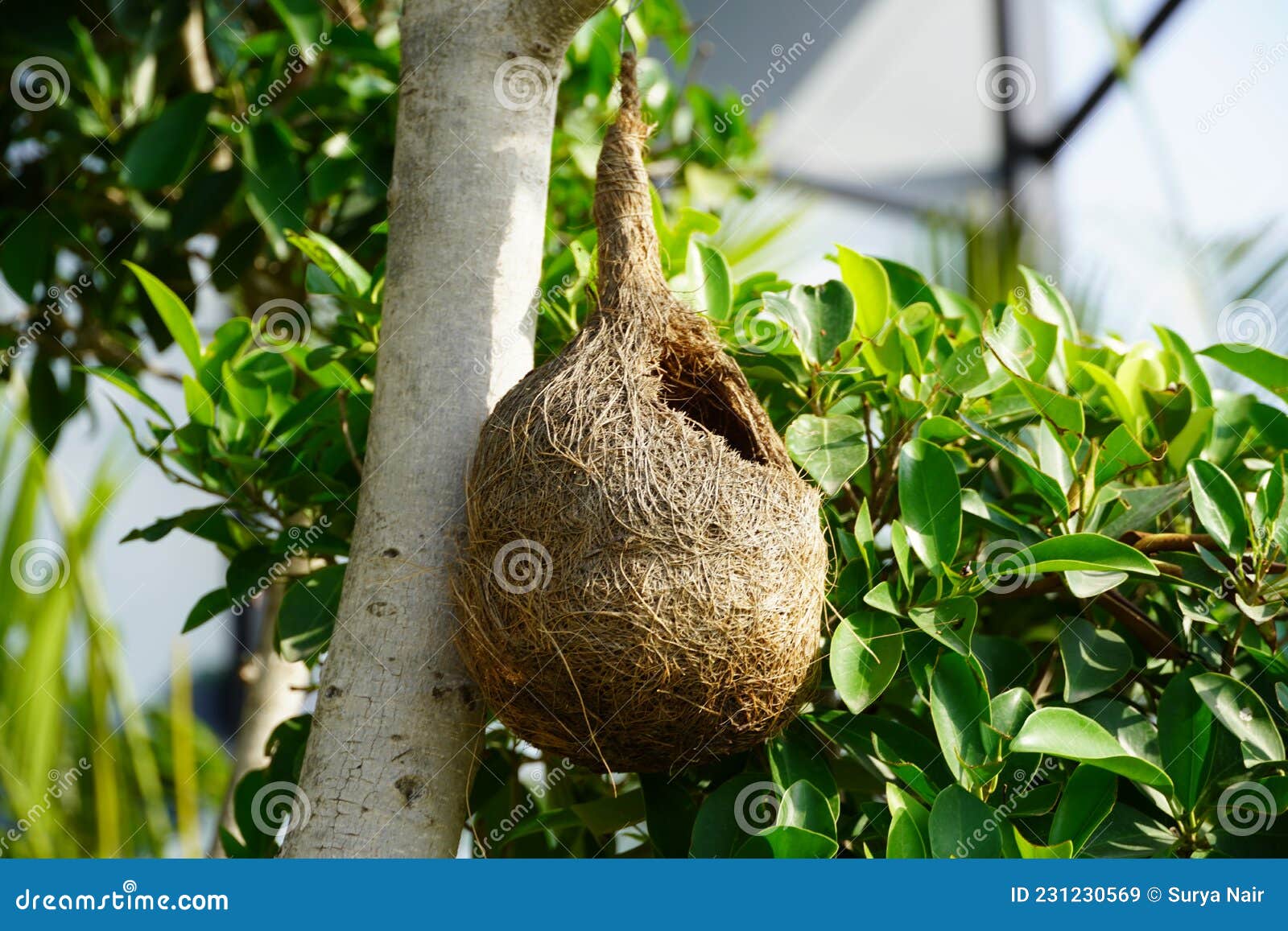 1,068 Baya Weaver Bird Nest Stock Photos - Free & Royalty-Free