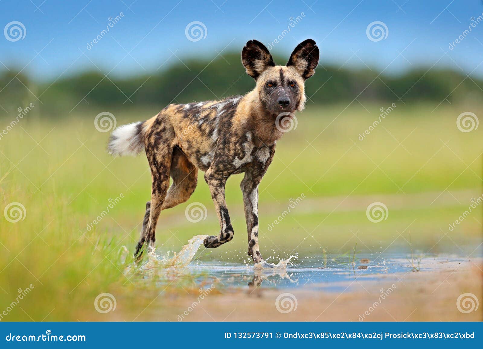 wildlife from zambia, mana pools. african wild dog, walking in the water on the road. hunting painted dog with big ears, beautiful