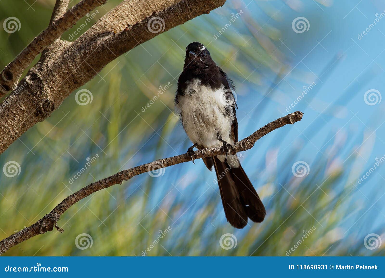 Willie Hochequeue Leucophrys De Rhipidura Jeune Oiseau