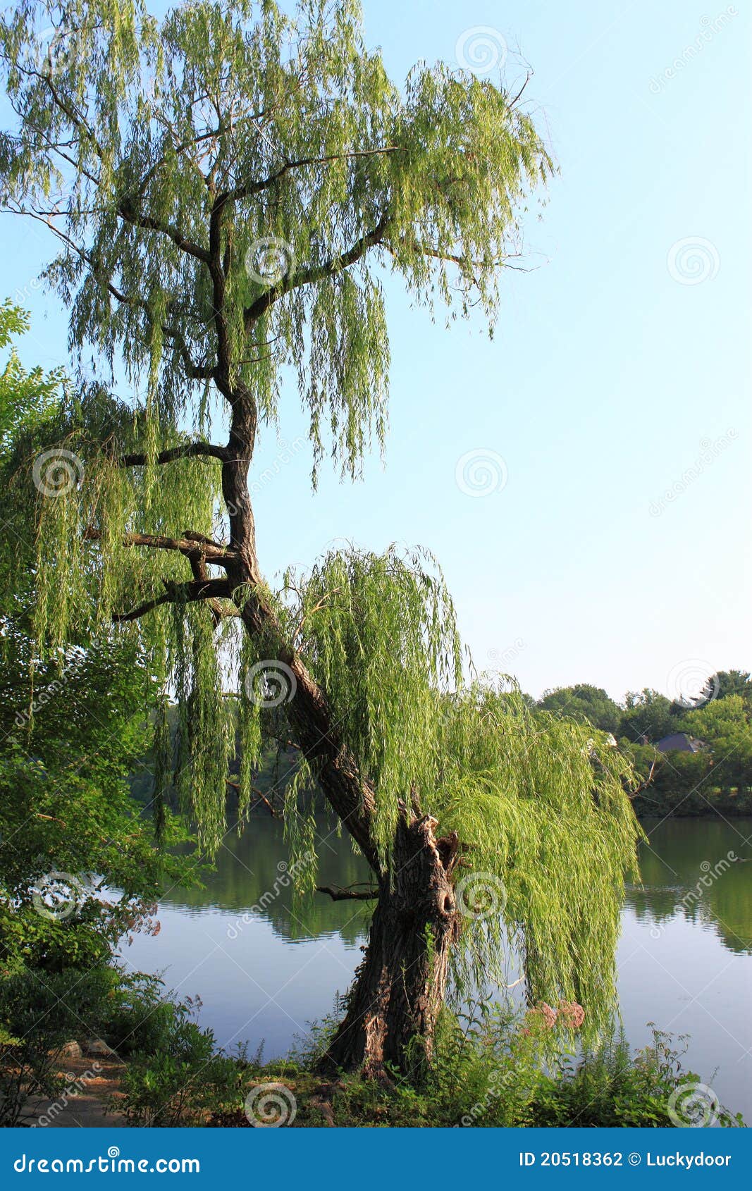 Willlow por Lago. Uma árvore de salgueiro velha pelo lago com forma original