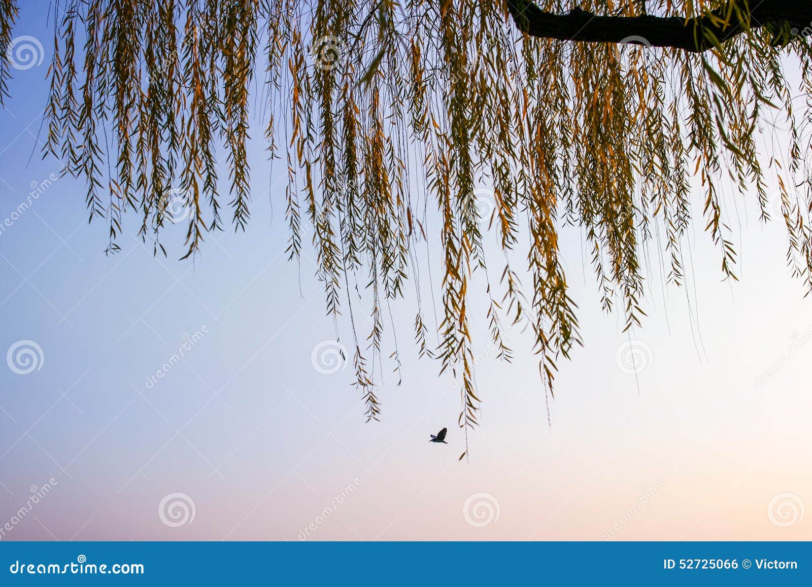 Willow and bird stock photo. Image of orange, plant, tree - 52725066