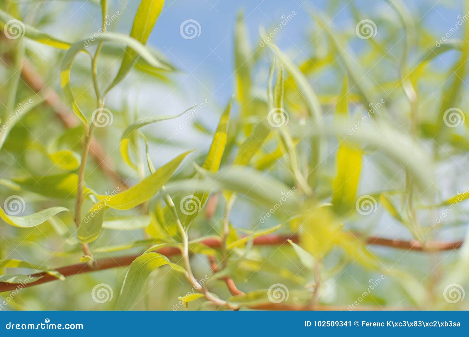 Willow Branch Closeup stock image. Image of curved, blue 102509341