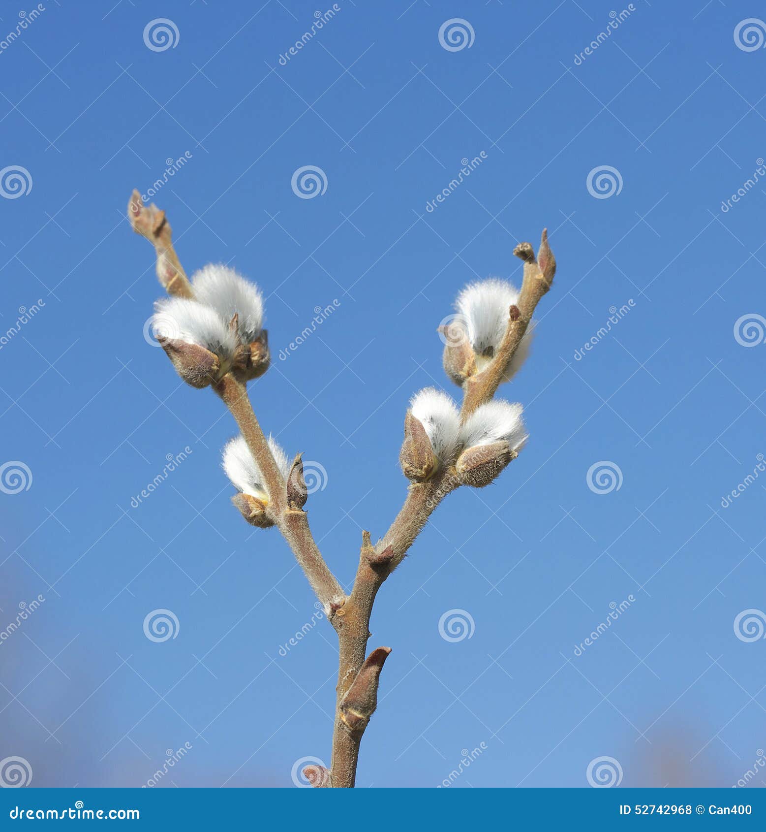 Willow branch. stock photo. Image of plant, background 52742968