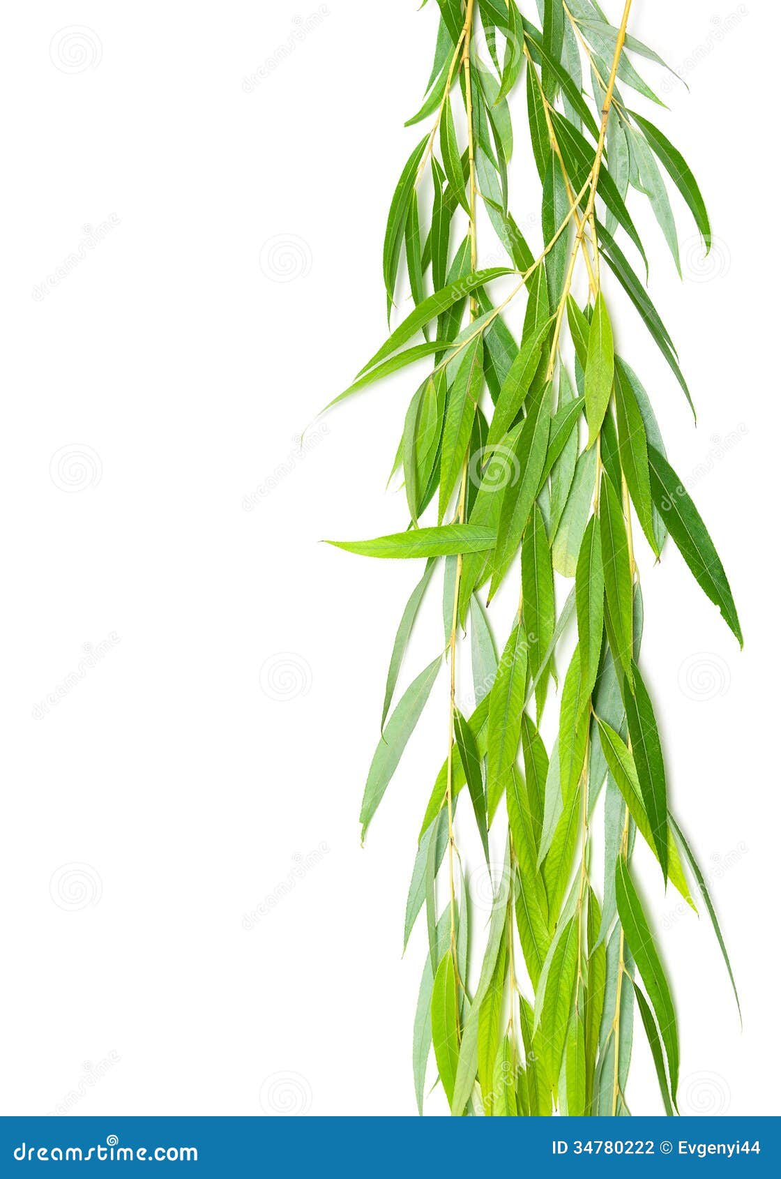 Willow Branches Isolated on White Background Stock Photo - Image of detail,  decoration: 34780222