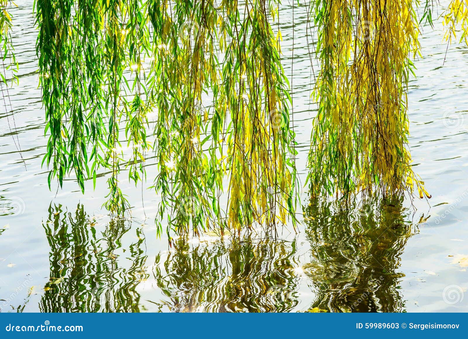 Willow Branches Over River in Autumn Stock Image Image of ripple