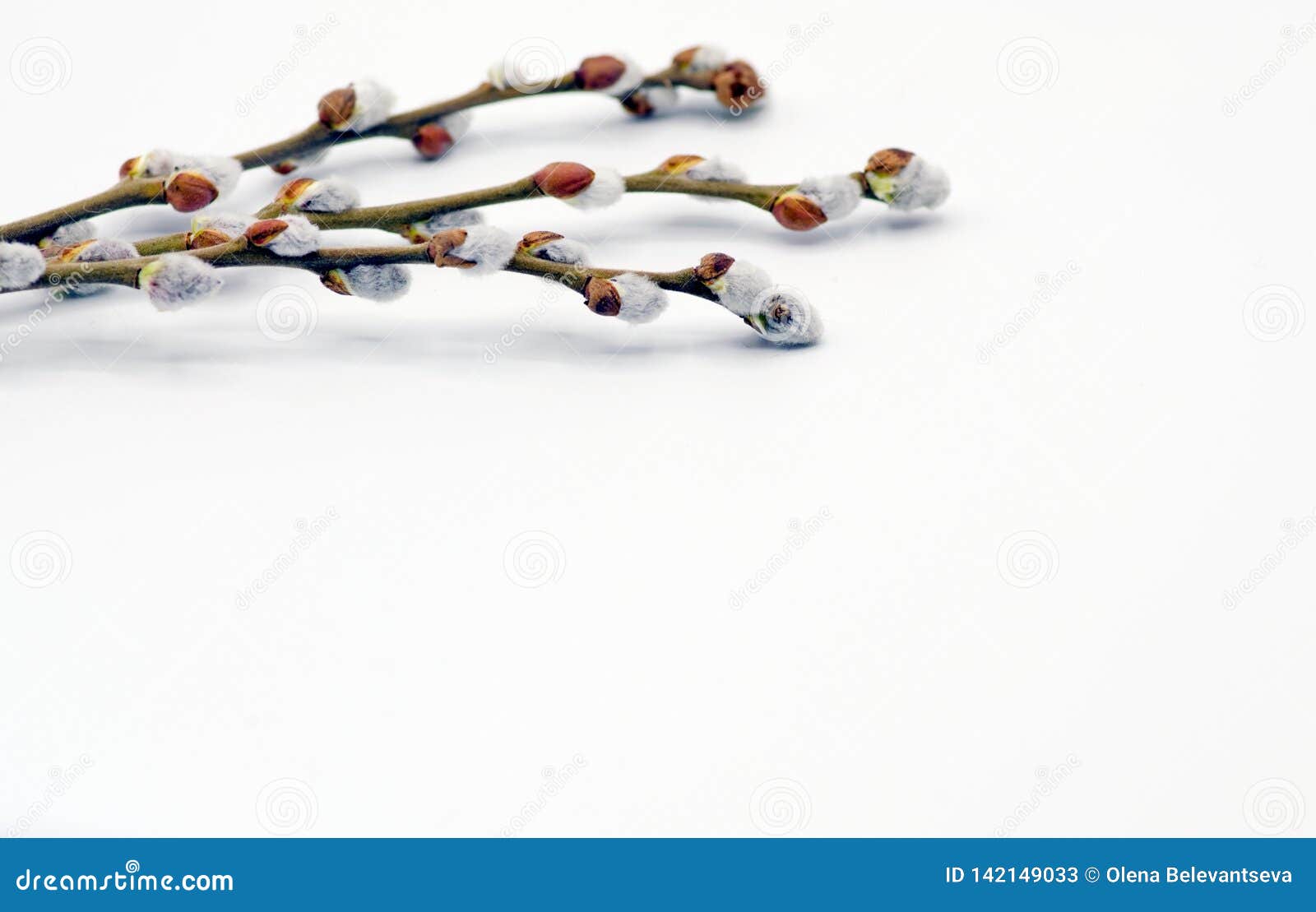 Willow Branches Tied with a Rope on a White Background, the Concept of