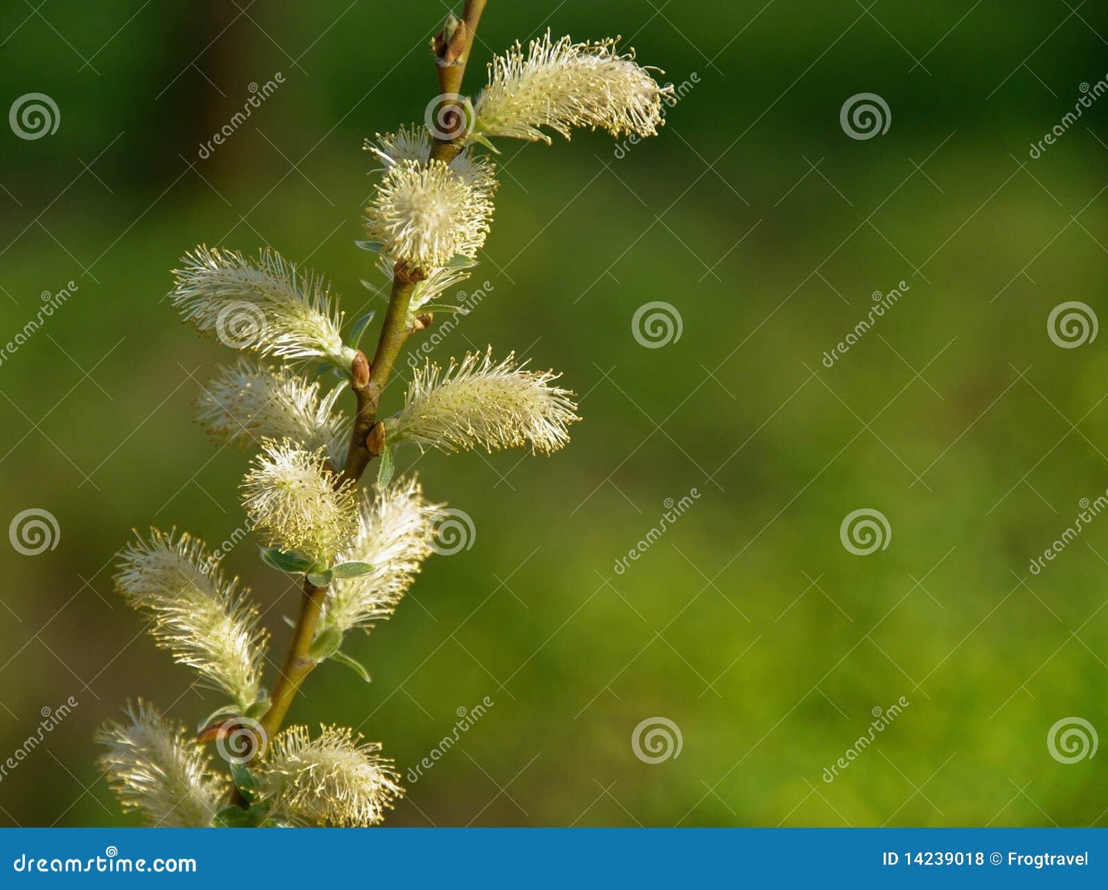 Willow Buds Royalty Free Stock S Image