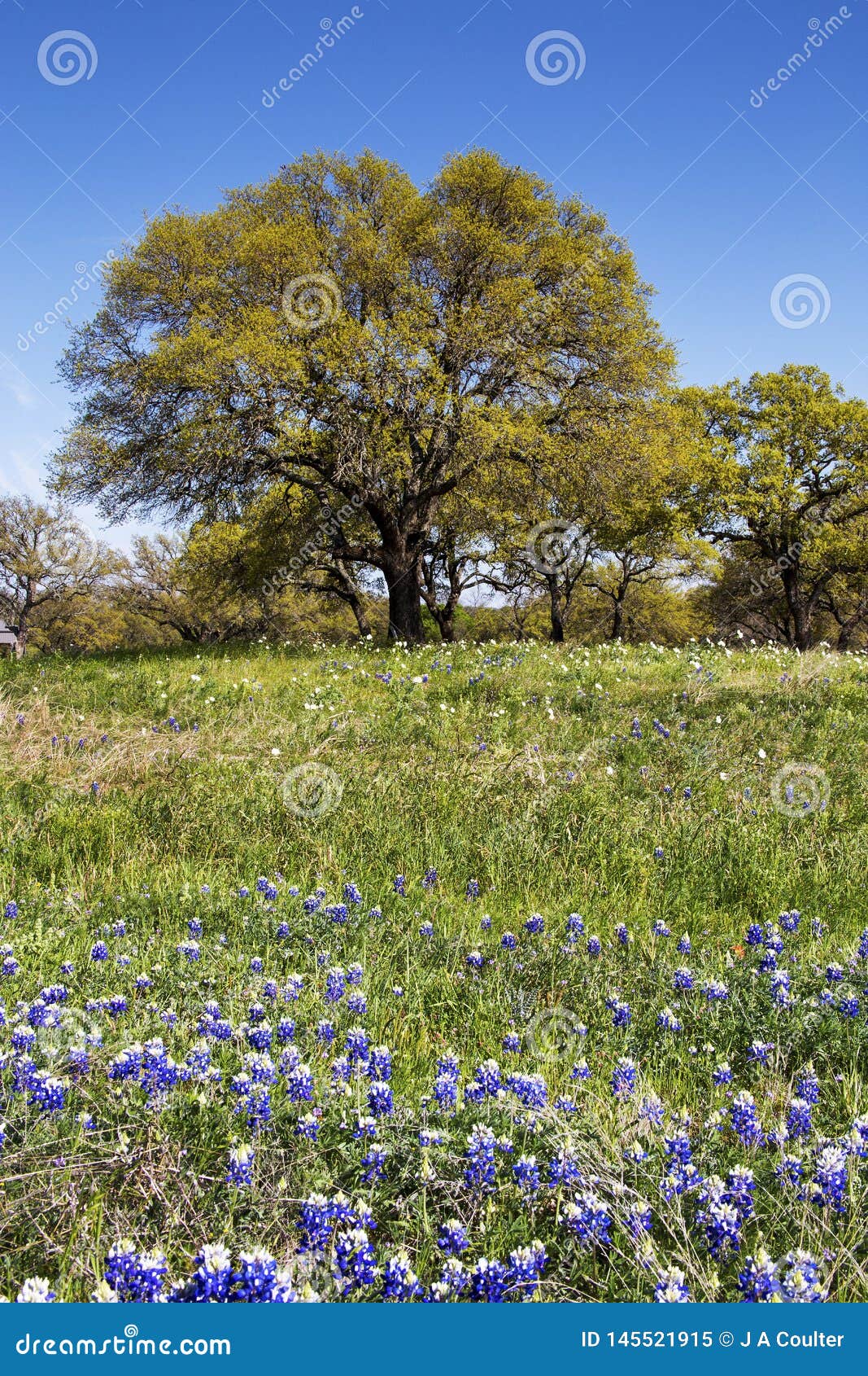 Willow City Wildflowers in a Pasture on Willow City Loop, Texas Stock