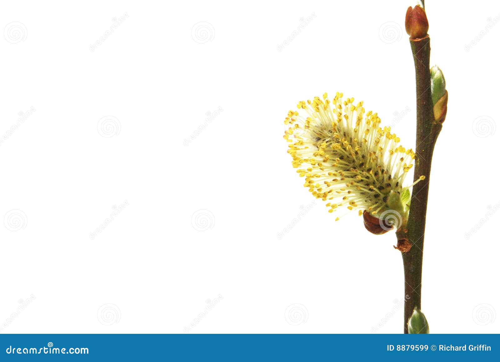 Willow closeup stock image. Image of flower, willow, growth 8879599