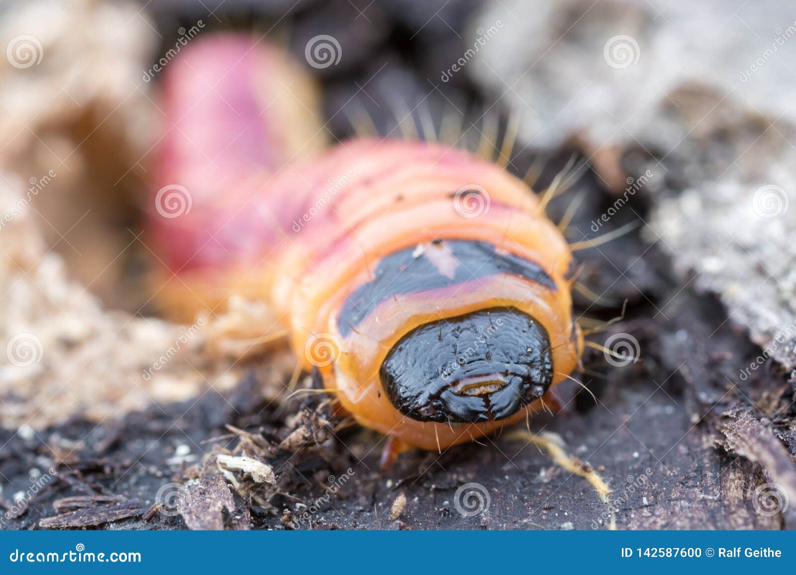 Willow Drill Eats through Softwood Stock Photo Image of hair, pest