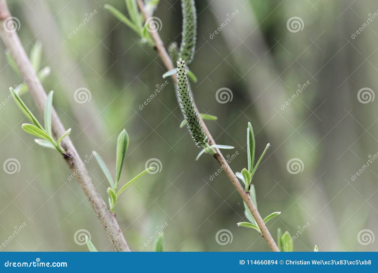 Willow Flower of a Purple Willow Stock Photo Image of flower, bloom