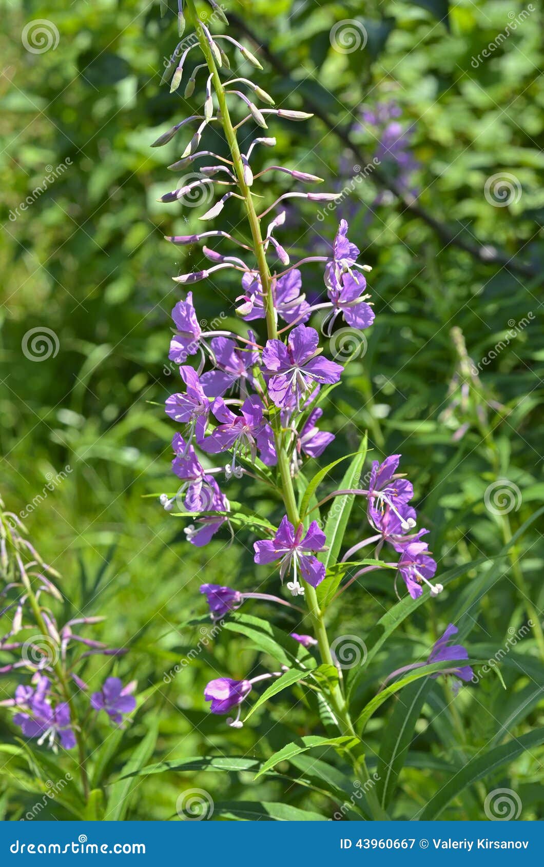Willowherb stock image. Image of green, details, fresh 43960667