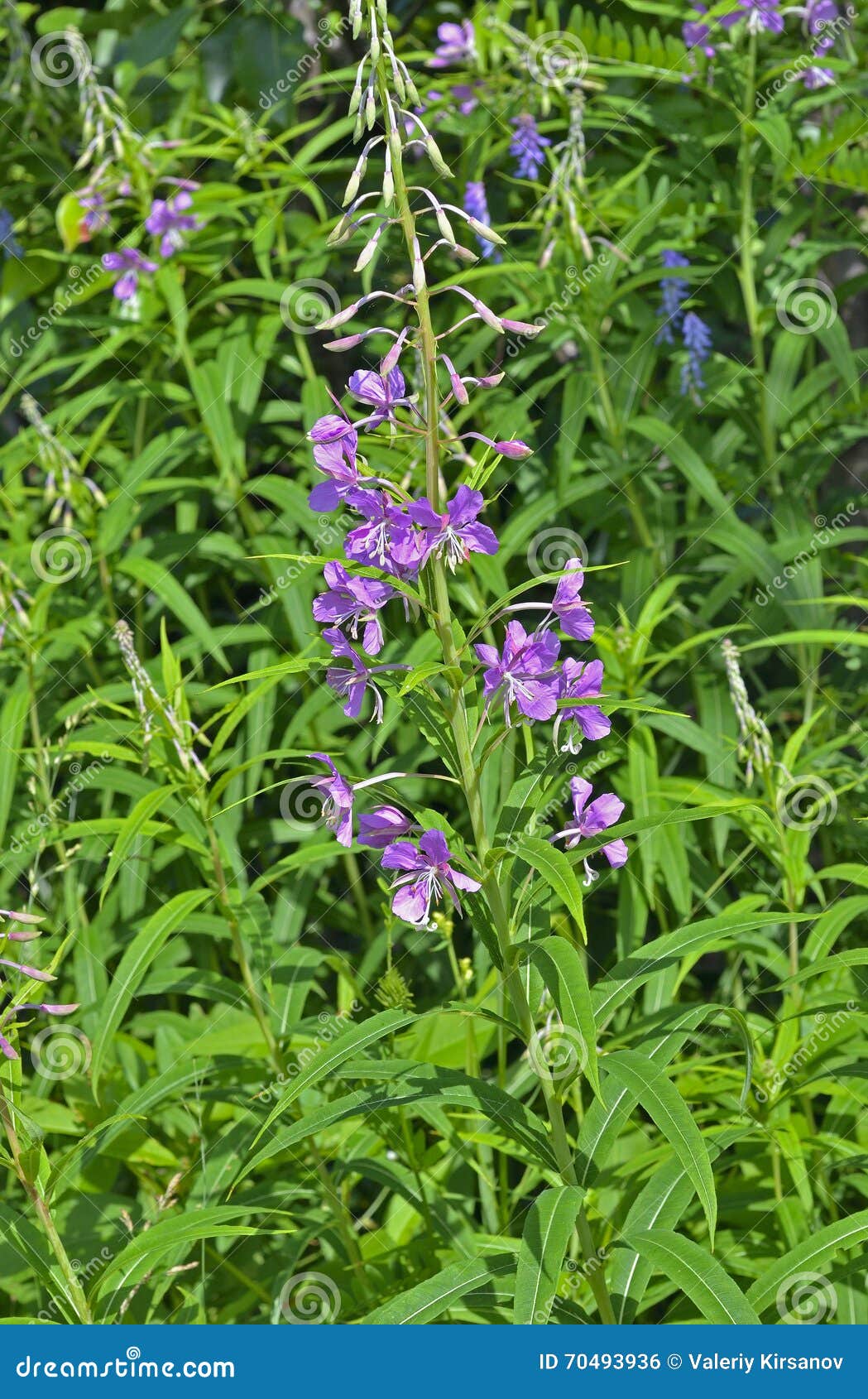 Willowherb 6 stock photo. Image of close, vertical, stamen 70493936
