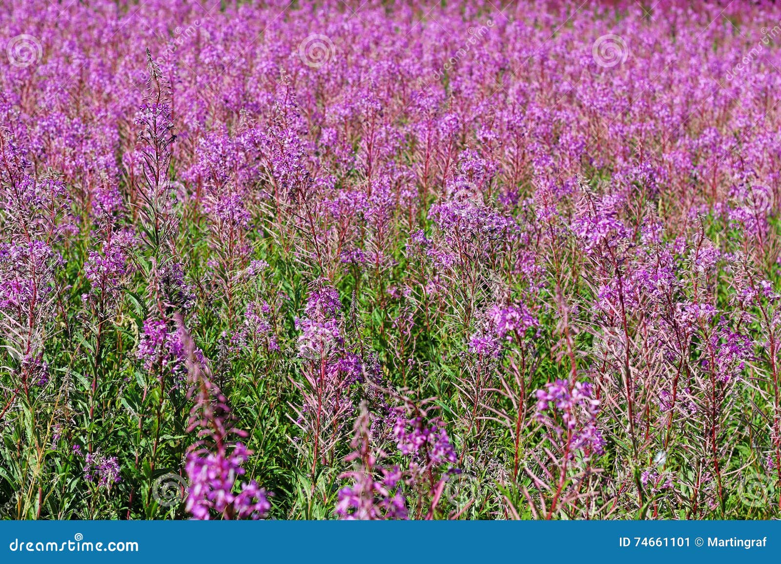 Willowherb Meadow in Rosepurple Bloom, Colorful Summer Season Nature