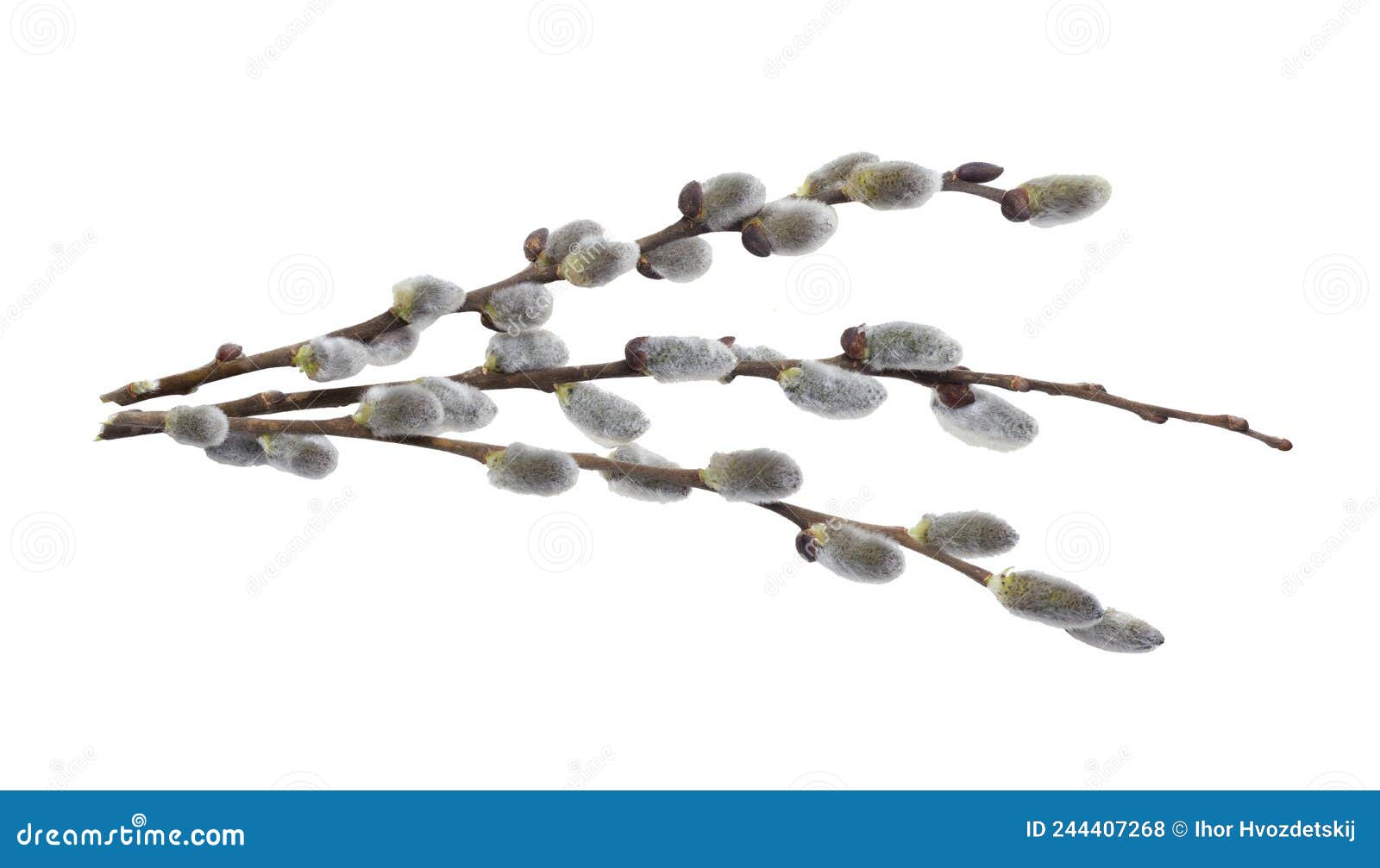 willow branch with furry willow-catkins isolate on a white background, clipping path, no shadows. willow twigs  on white b