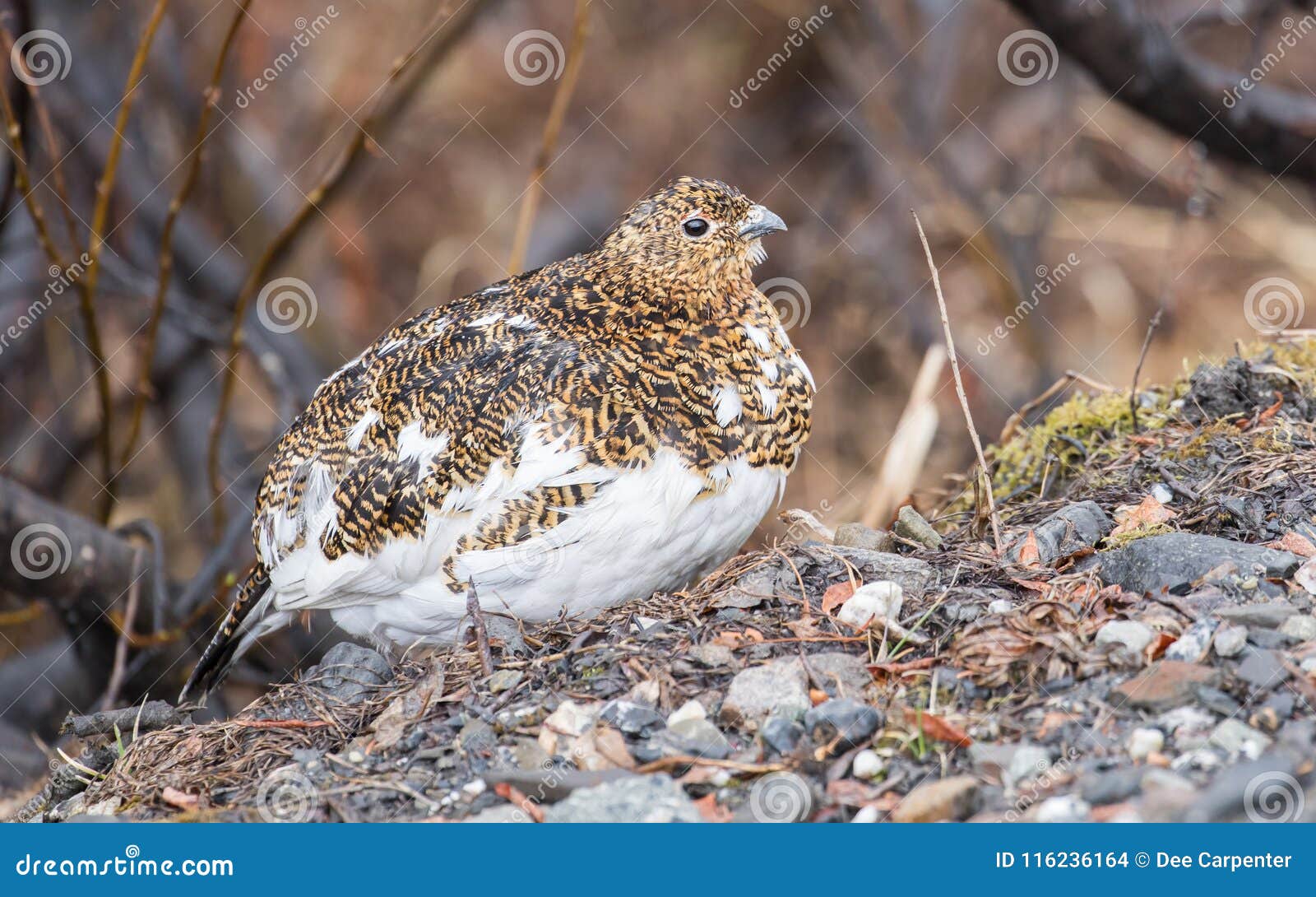 willow ptarmigan female