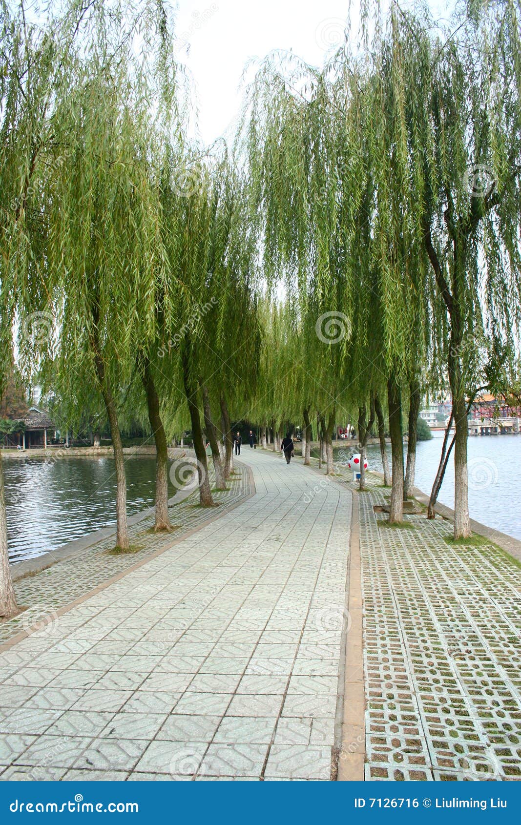 Willow Road stock photo. Image of china, tree, water, countryside 7126716