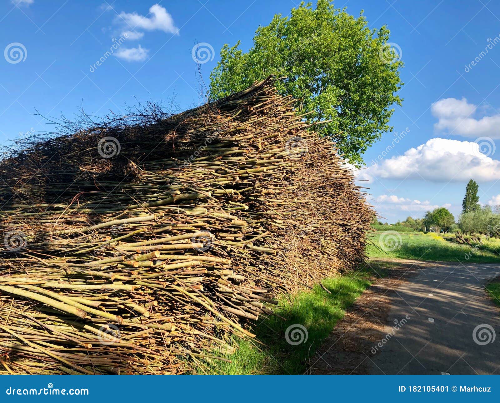 Willow Rods stock image. Image of willow, background 182105401