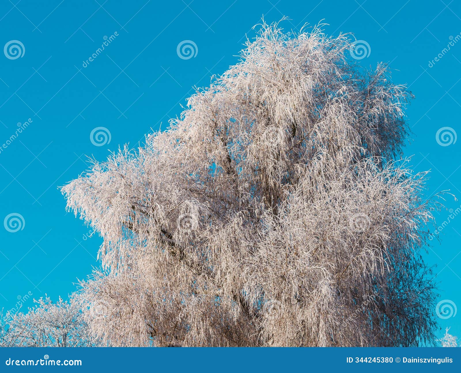 a willow tree with all its branches covered in frost on a blue sky background