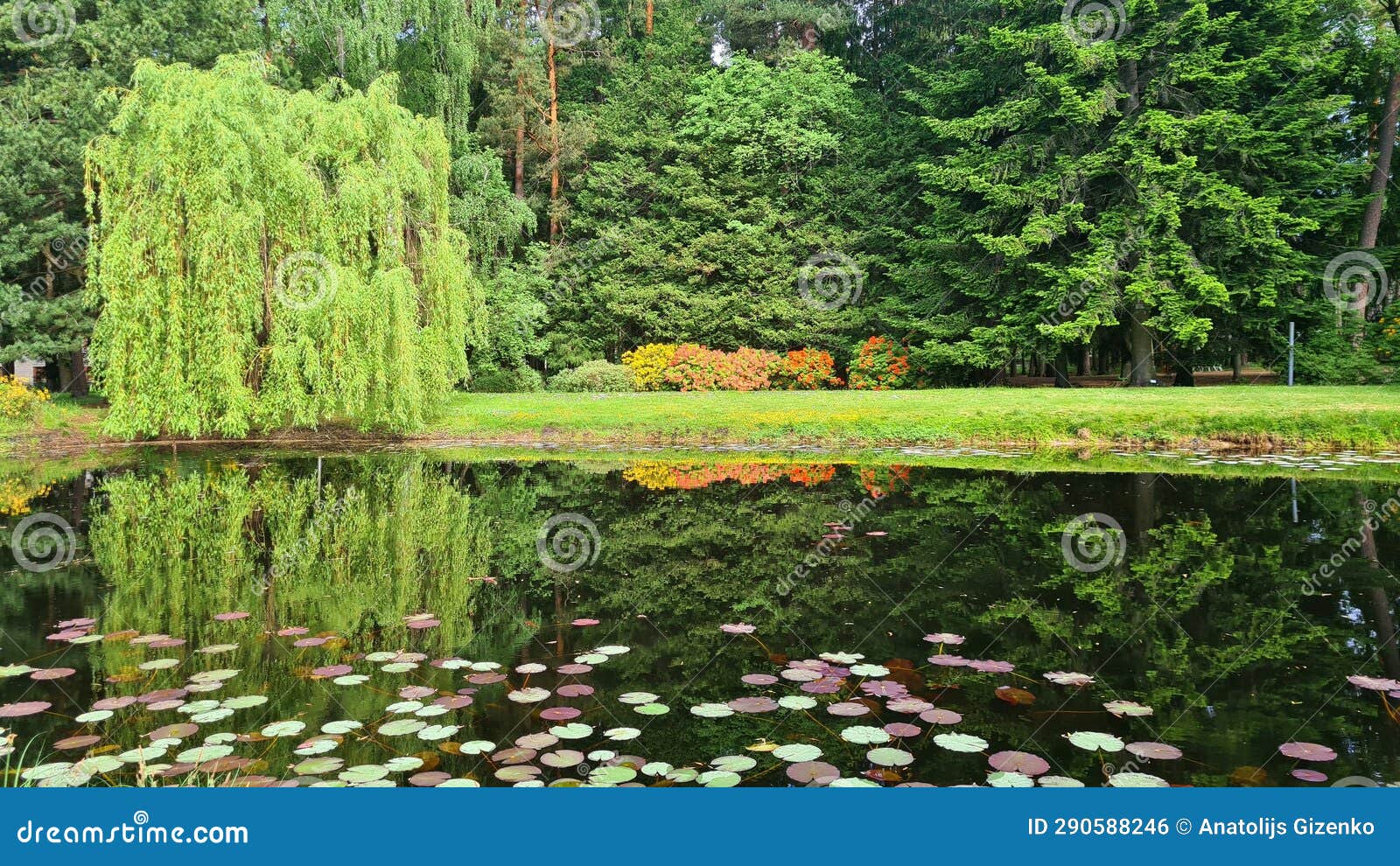 The Willow Tree Bowed Its Branches To the Surface of the Pond Water