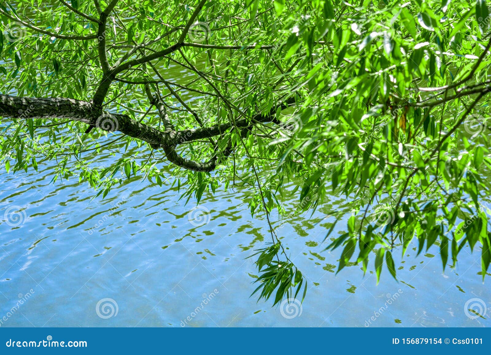 Willow Tree Branches are Reflected in Water of Pond or Lake with Small ...