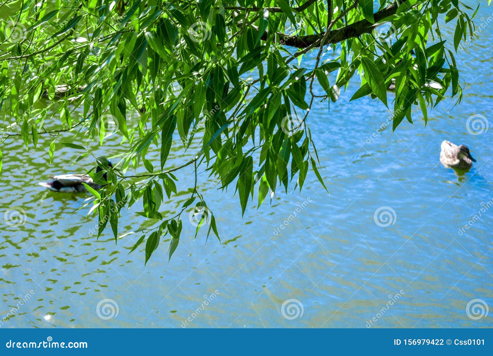 Willow Tree Branches are Reflected in Water of Pond or Lake with Wild ...